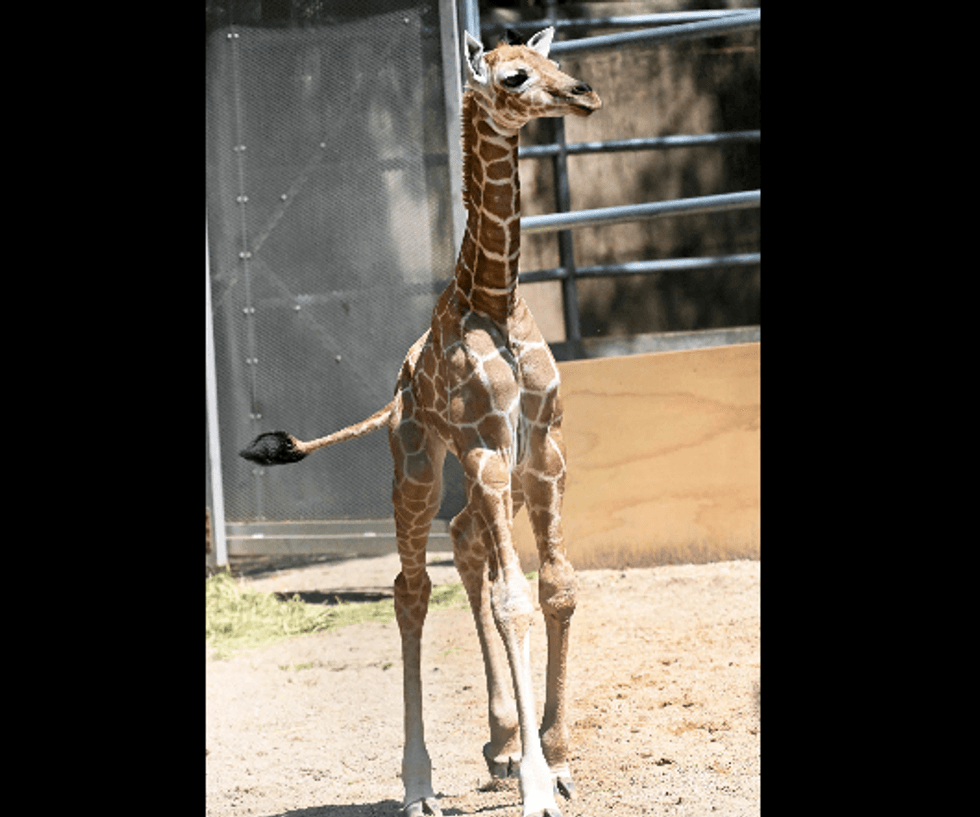 Arnieta calf