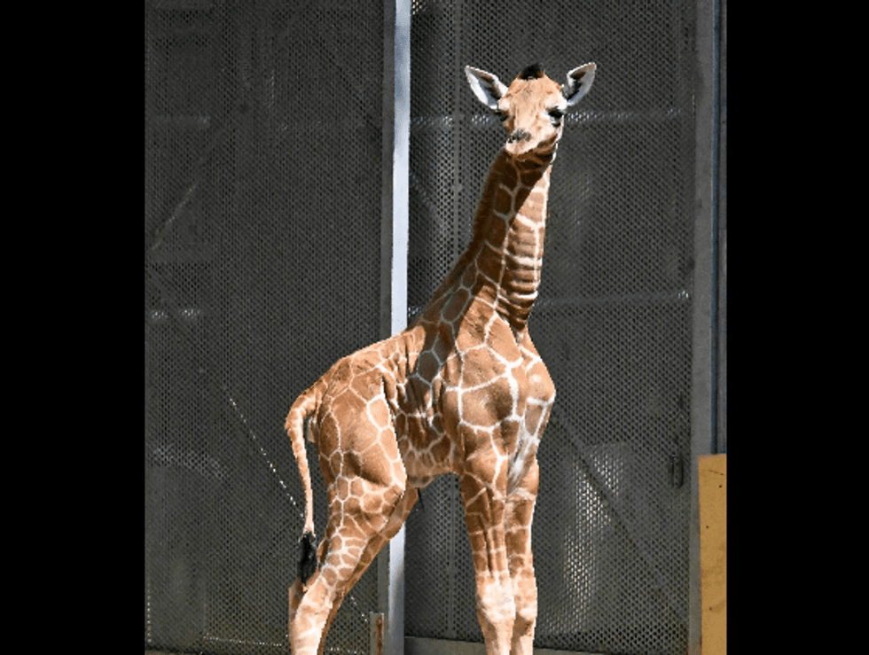 Arnieta calf