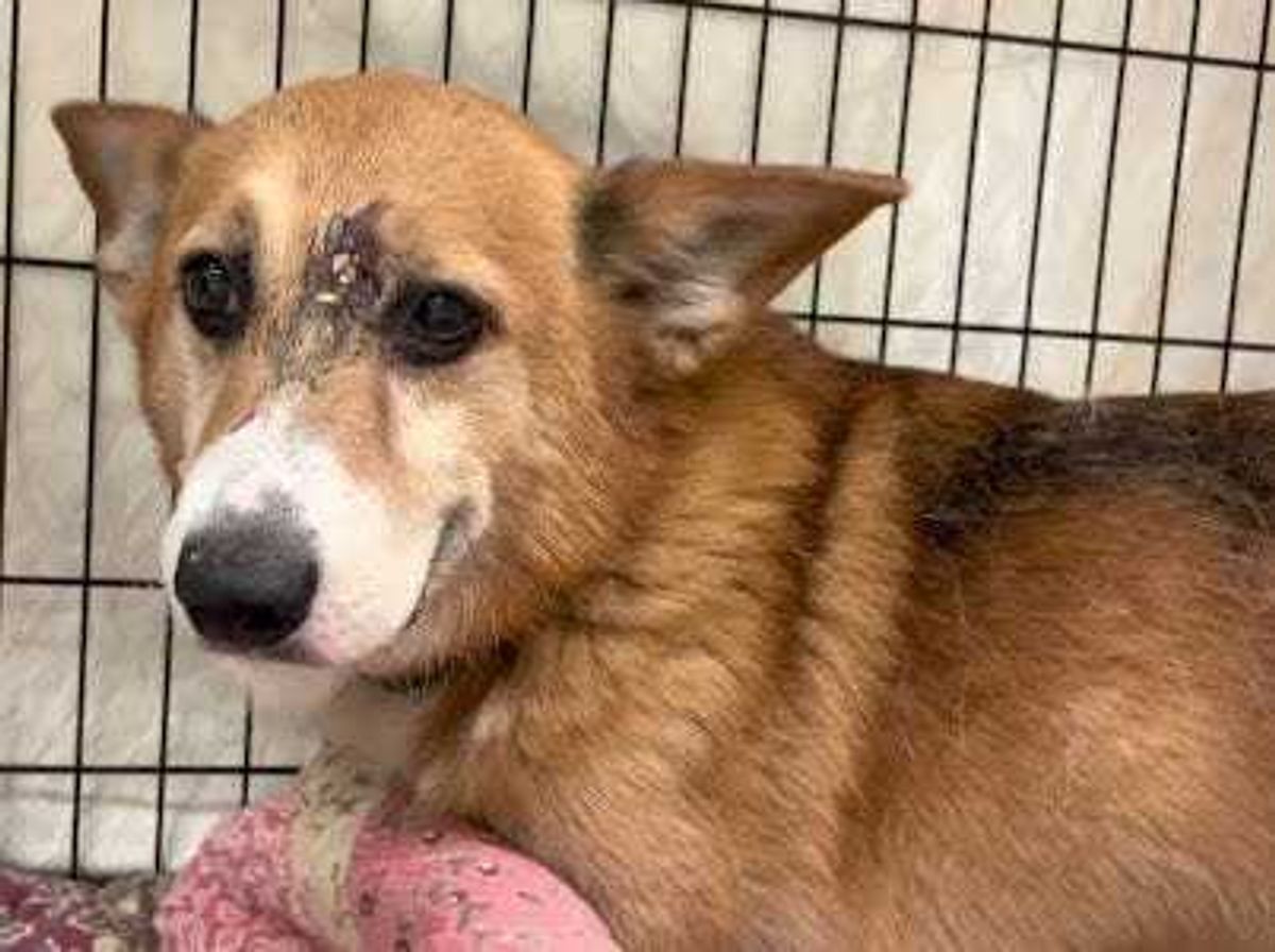 Arthur the corgi, recovering from a gunshot wound.
