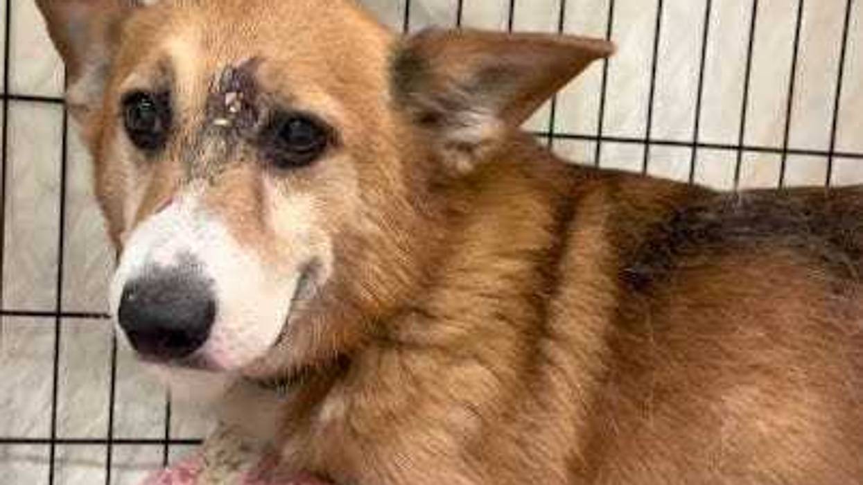 Arthur the corgi, recovering from a gunshot wound.