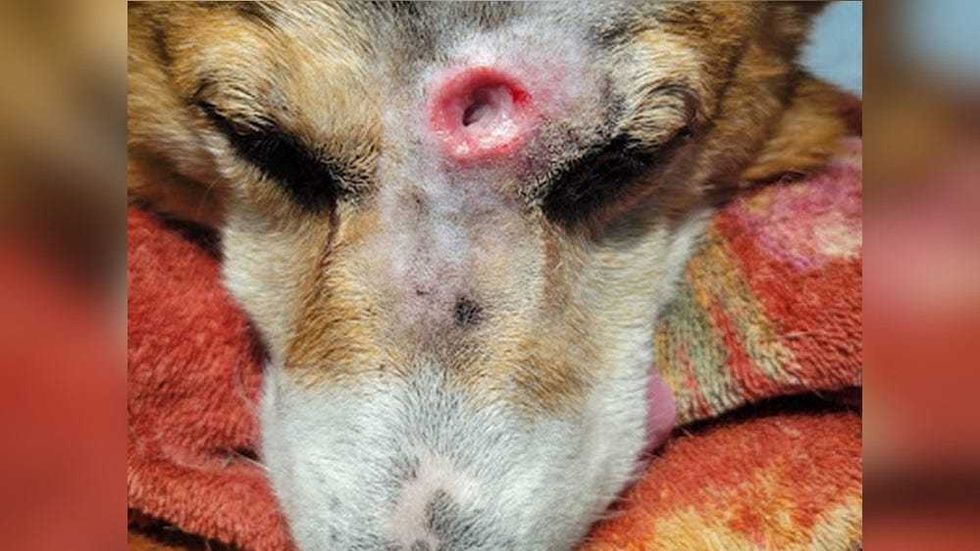 Arthur the Corgi, who suffered a gunshot wound between the eyes.