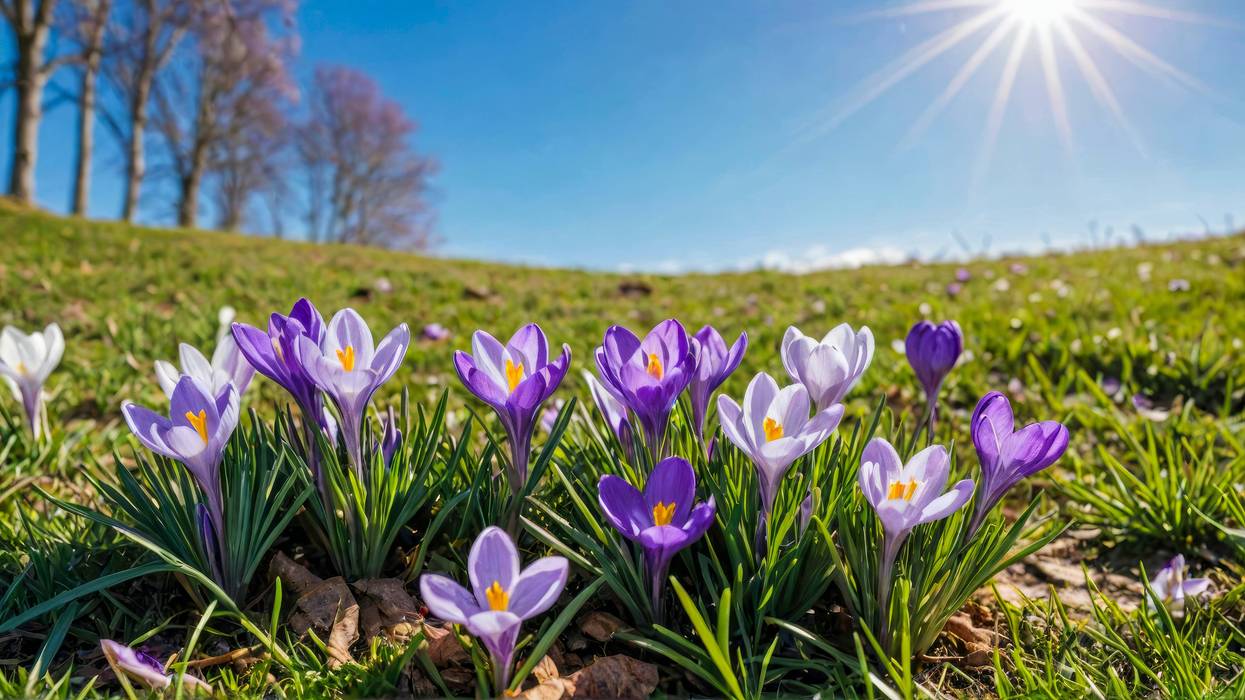 As spring arrives, plant experts caution about gardening too early