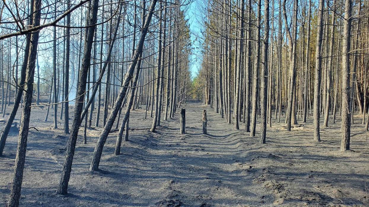 Ashes cover the ground in an area where the Blue Lakes Fire burned.