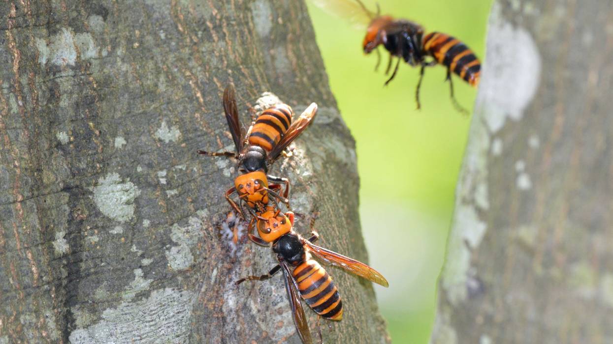 Asian giant hornet