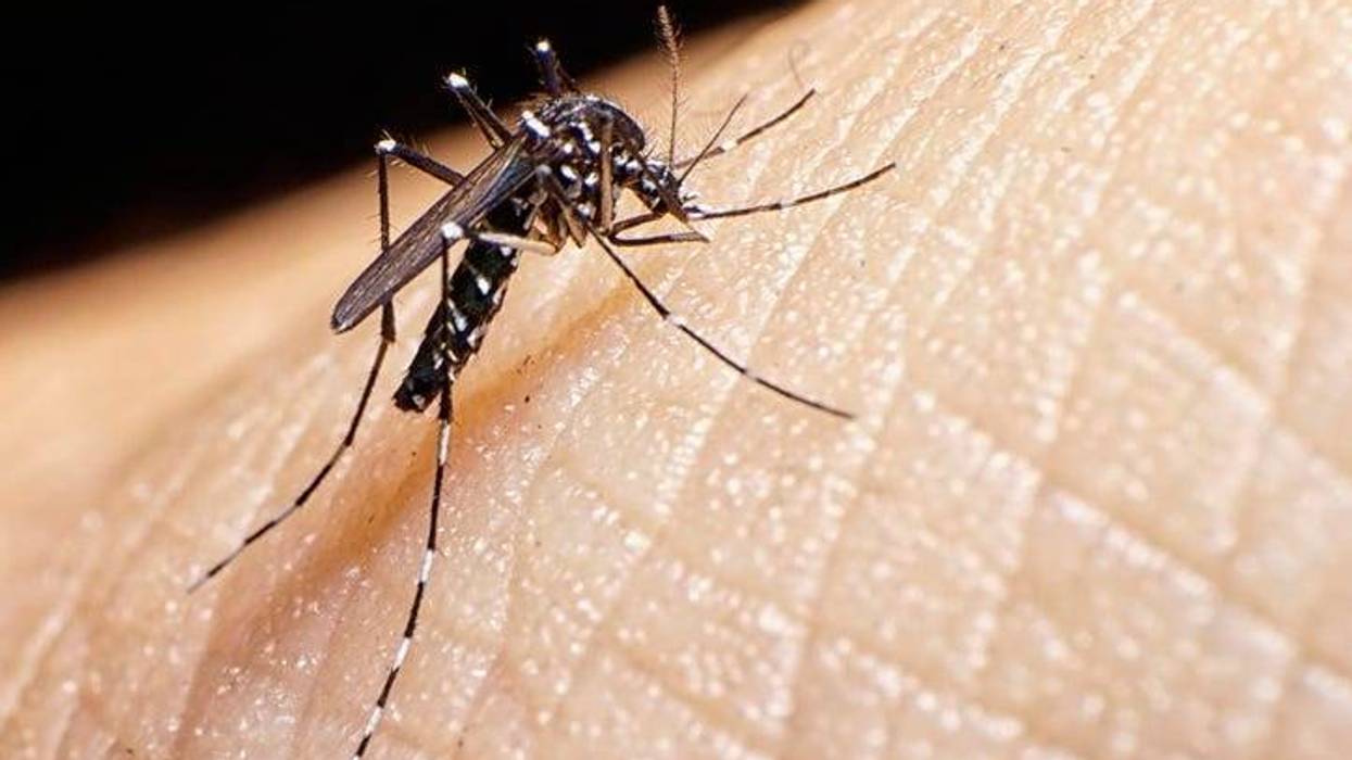 asian tiger mosquito