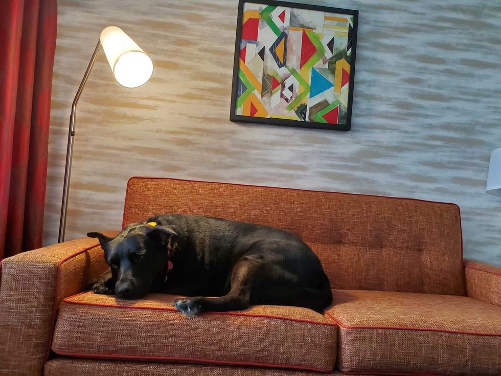 ASPCA