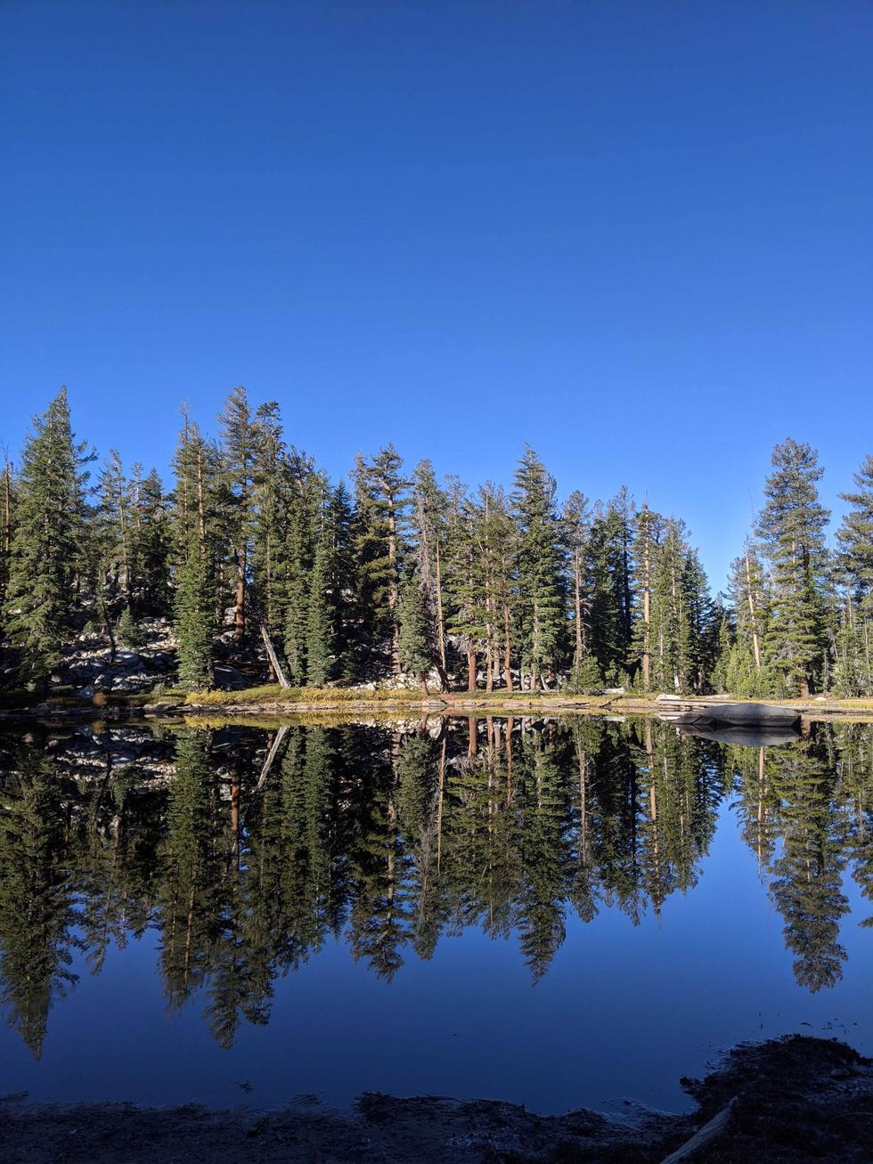 Assorted trees at Yosemite National Park.