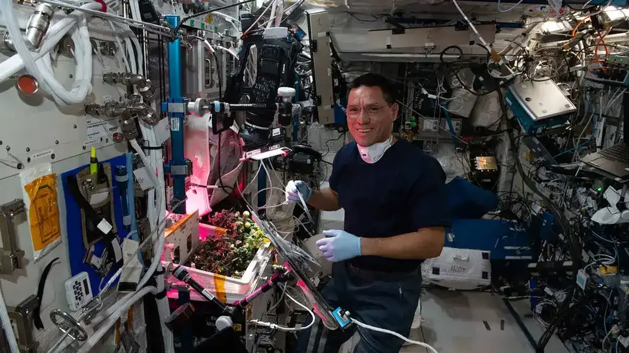 Astronaut Frank Rubio checks tomato plants growing inside the International Space Station for the XROOTS space botany study.