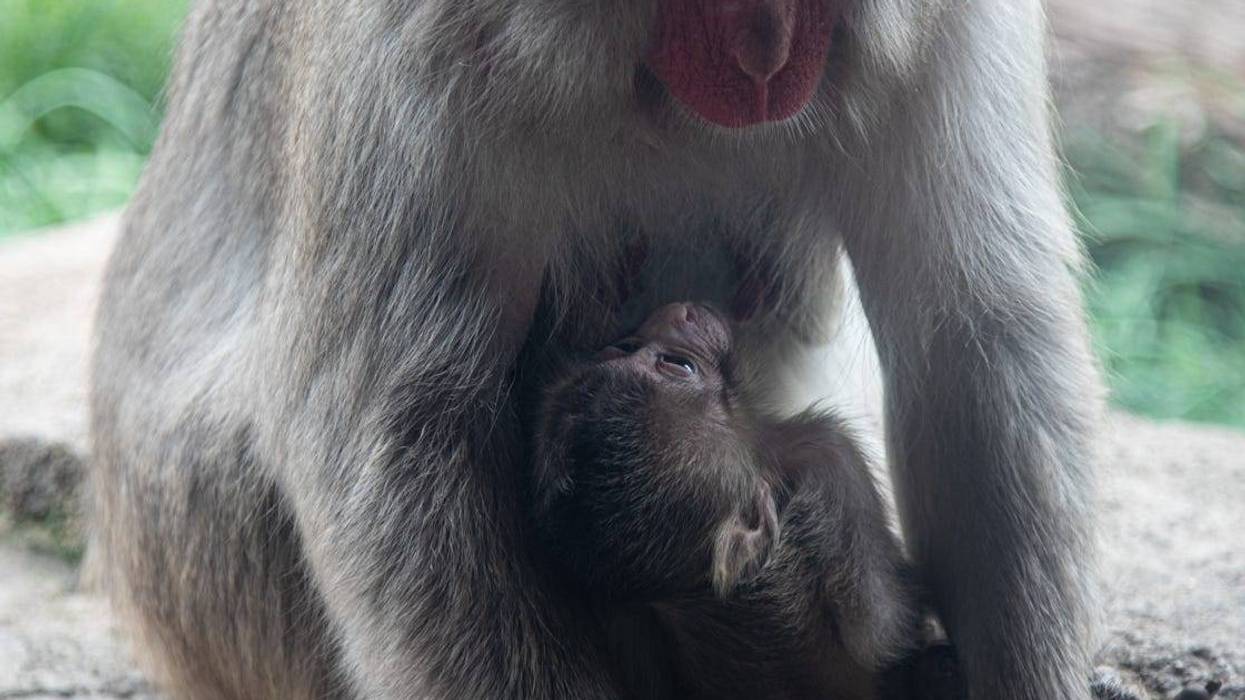 At Regenstein Macaque Forest, Japanese macaque Mito gave birth to a healthy, male infant on Aug. 3 as part of the Japanese Macaque Species Survival Plan.