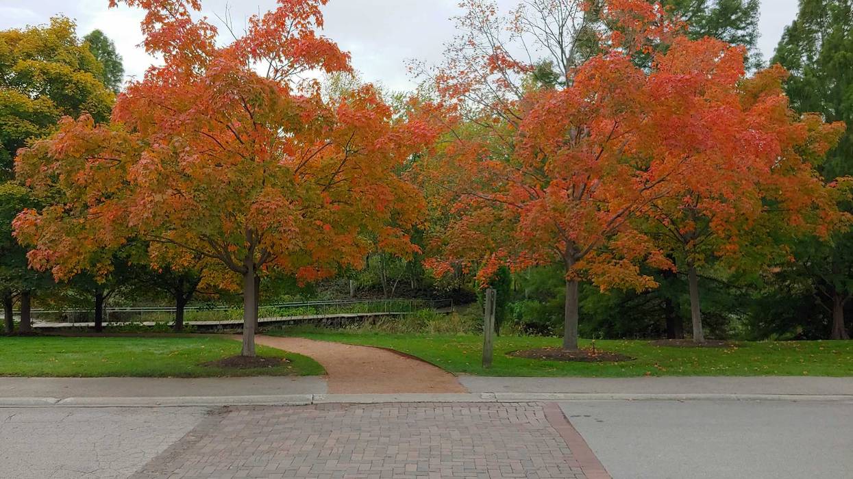 At the Circle Garden in the Chicago Botanic Garden, two Sugar Maples are a rusty orange-red.