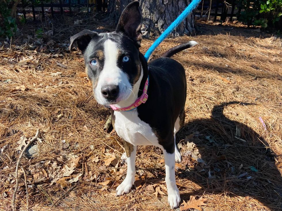 athena adopt vbspca furry friday