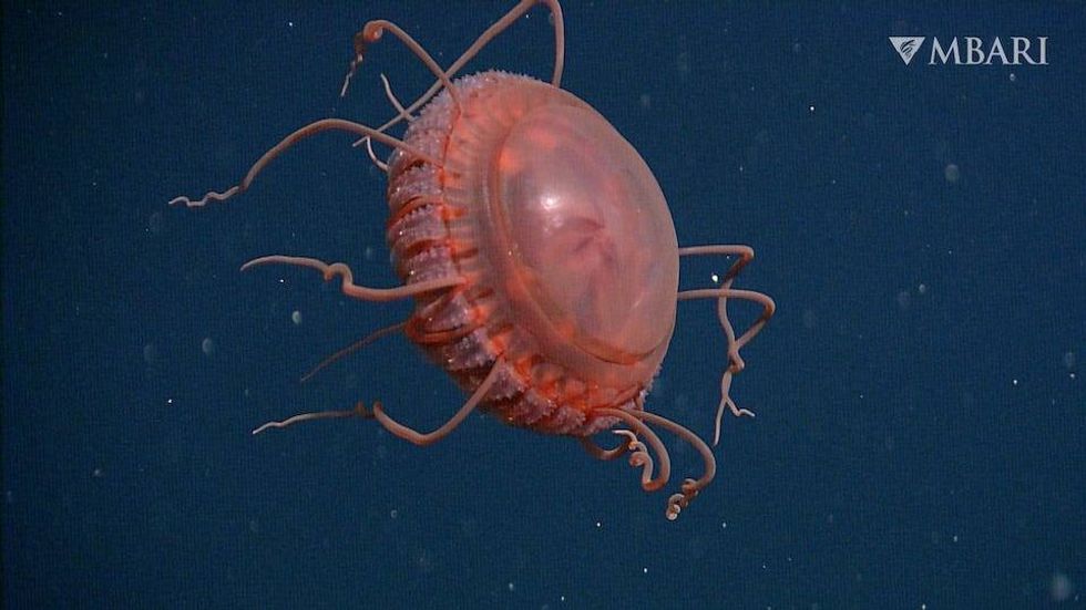 Atolla reynoldsi, a new species of jelly that Monterey Bay Aquarium researchers discovered, is named for the aquarium