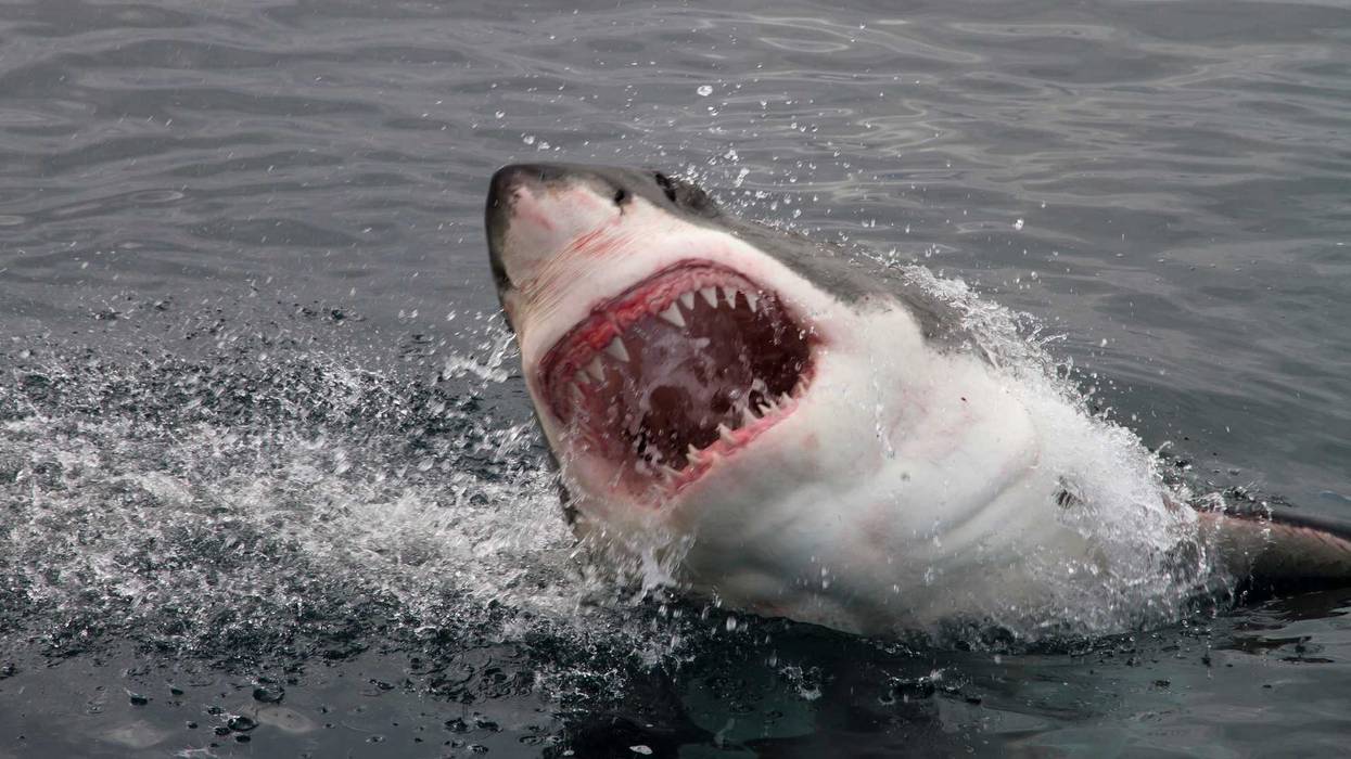 Attack great white shark