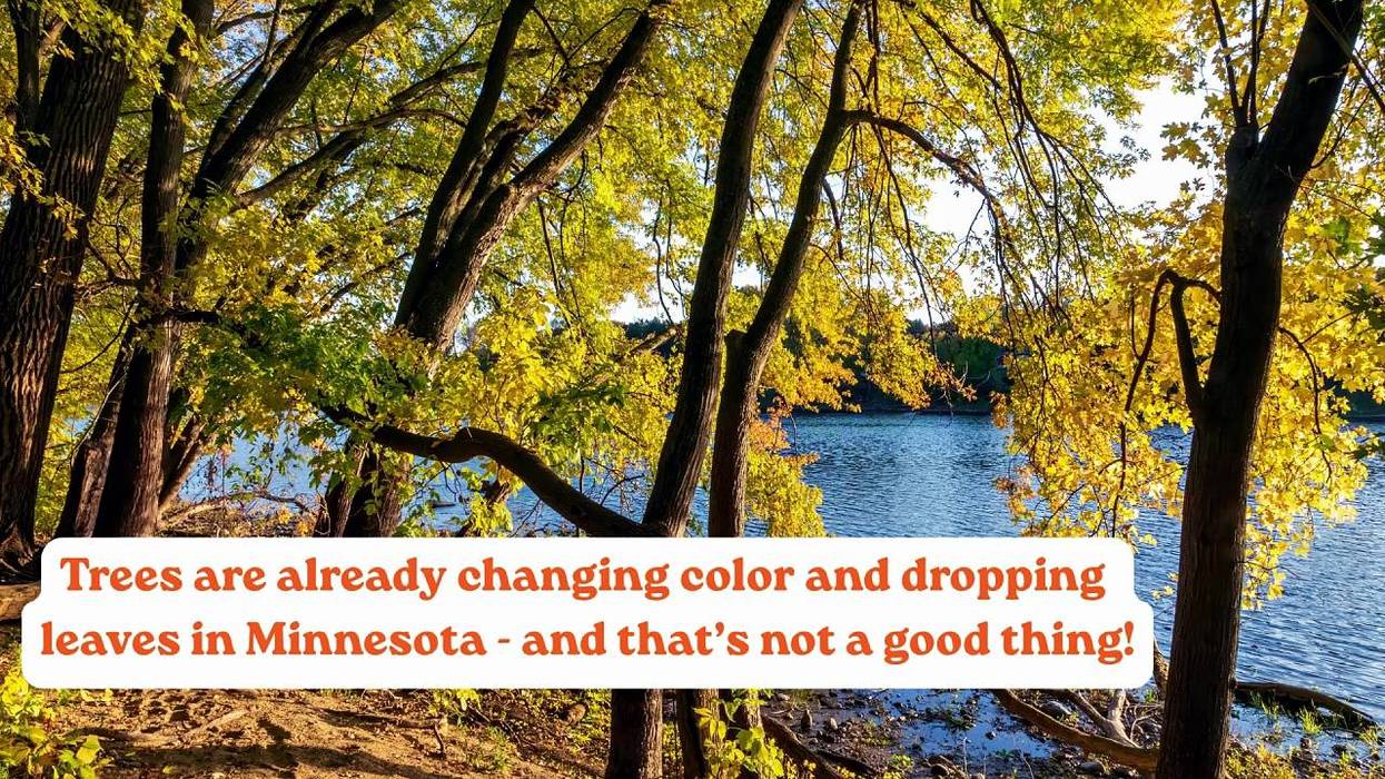 Minnesota trees are already changing color and shedding leaves, a serious sign of drought and stress