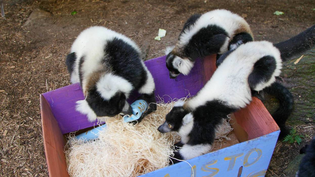 Audubon Zoo shows off baby lemurs
