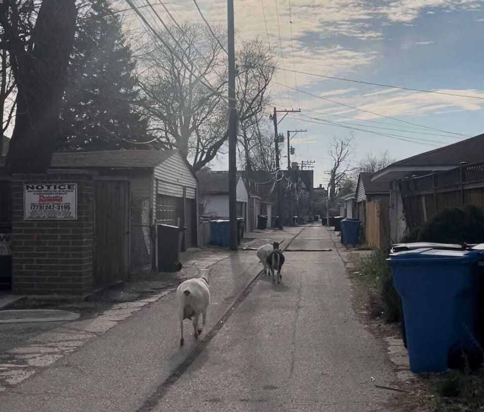 Austin goats