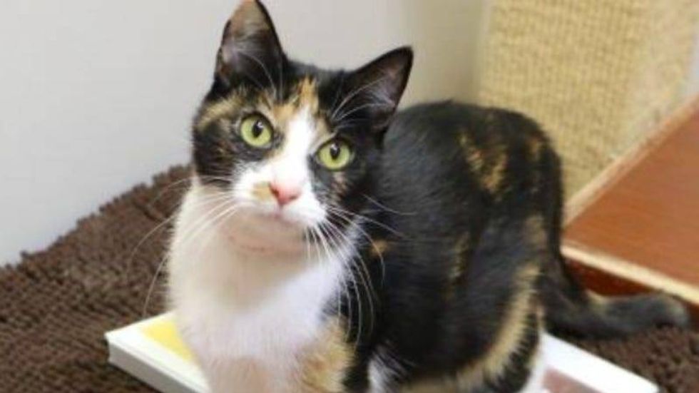 Austin Humane Society Blanche 1/26/22