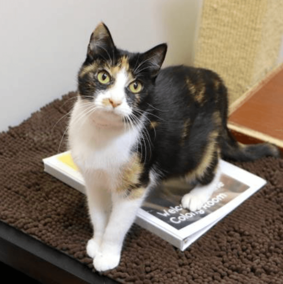 Austin Humane Society Blanche 1/26/22