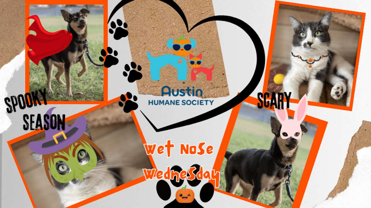 Austin Humane Society / Boo season 2024 - Canva