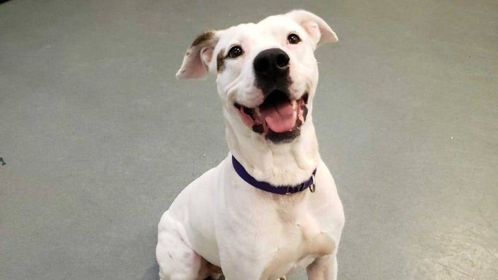 Austin Humane Society Crockett 1/26/22