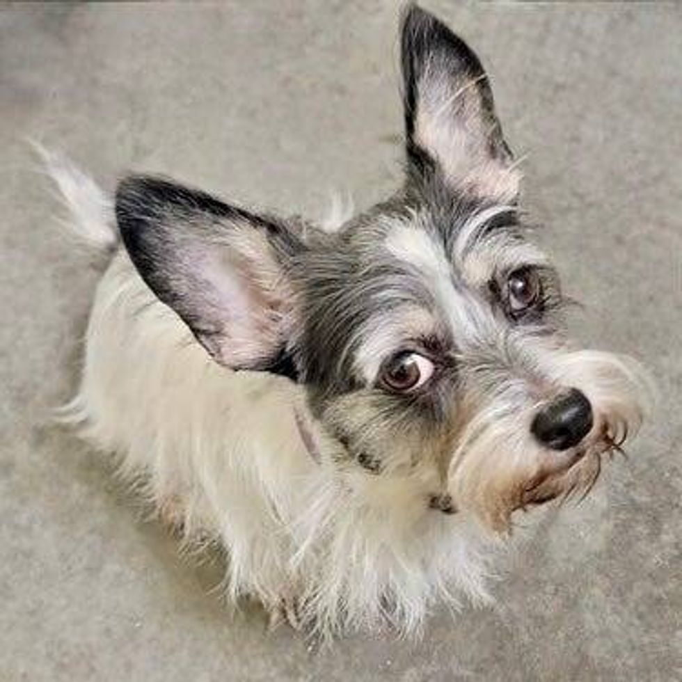 Austin Humane Society