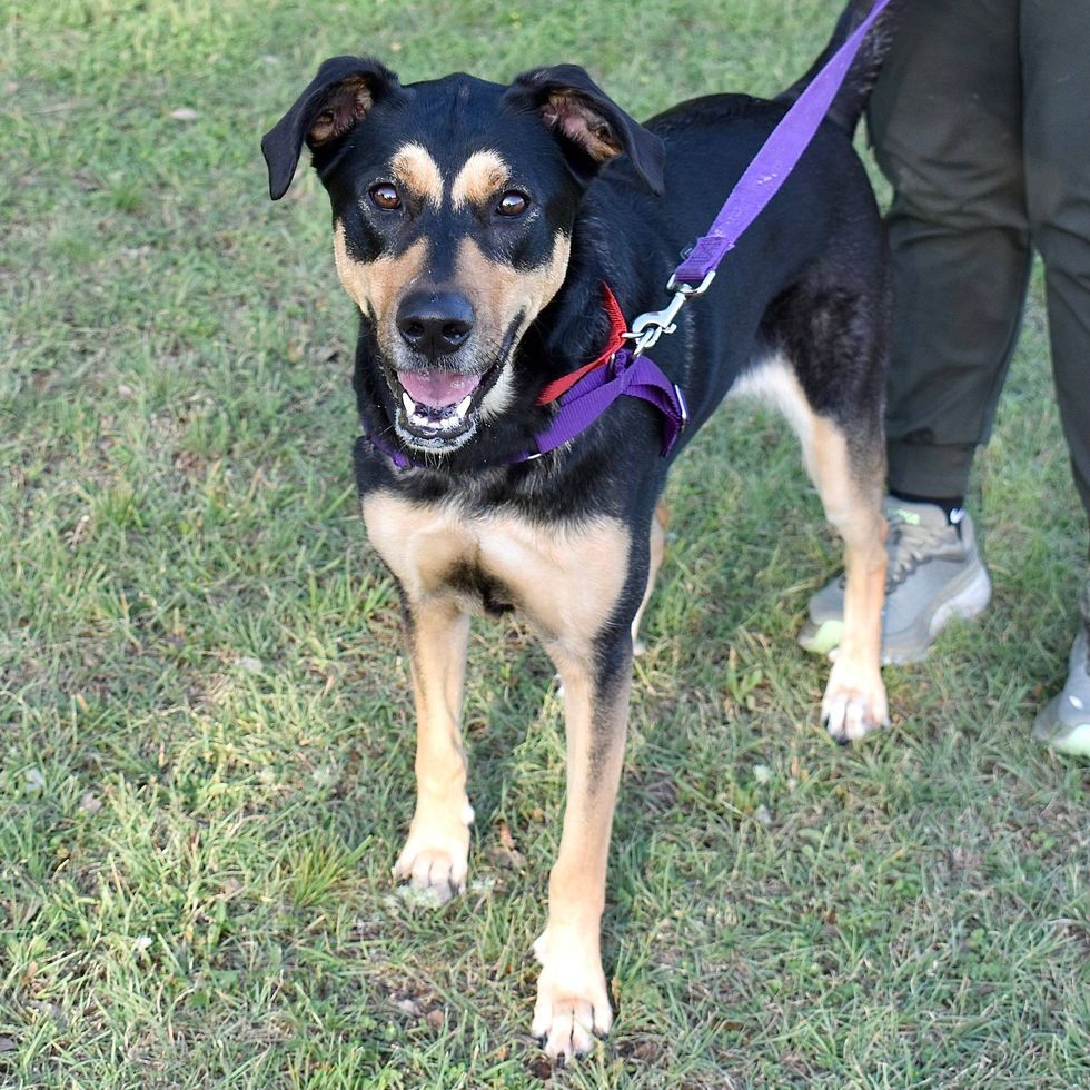 Austin Humane Society