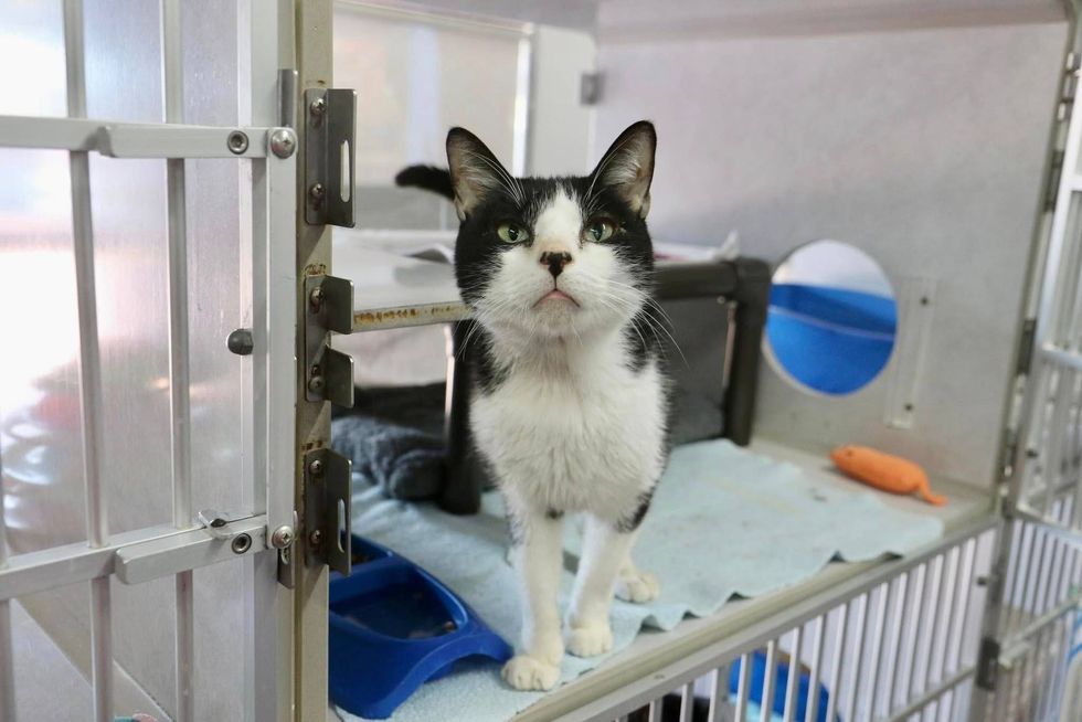 Austin Humane Society