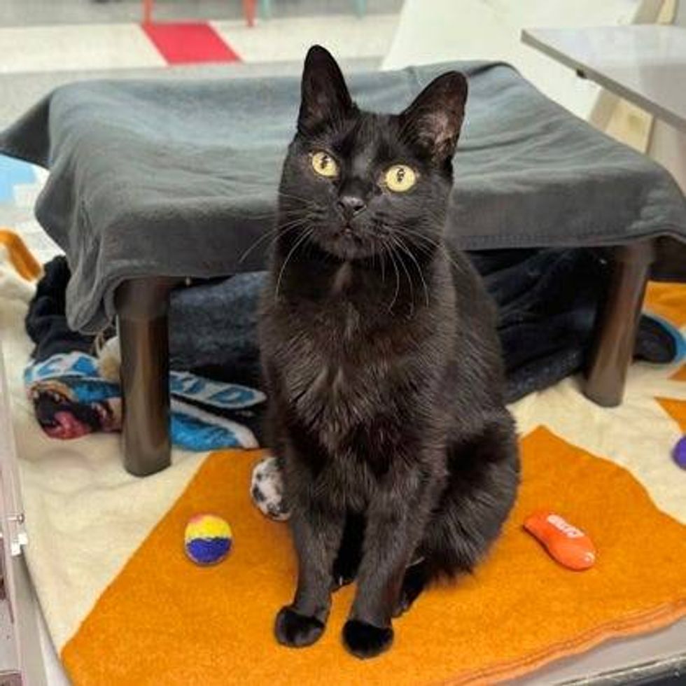 Austin Humane Society