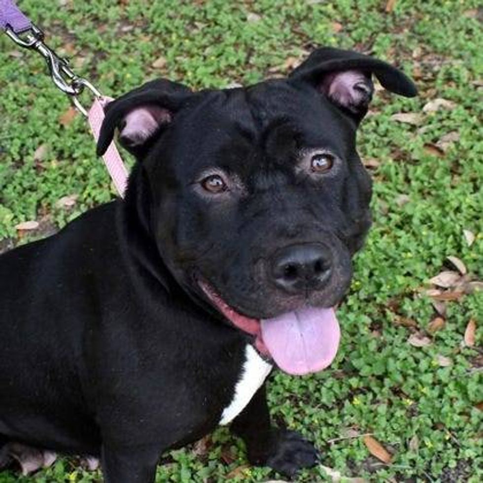 Austin Humane Society