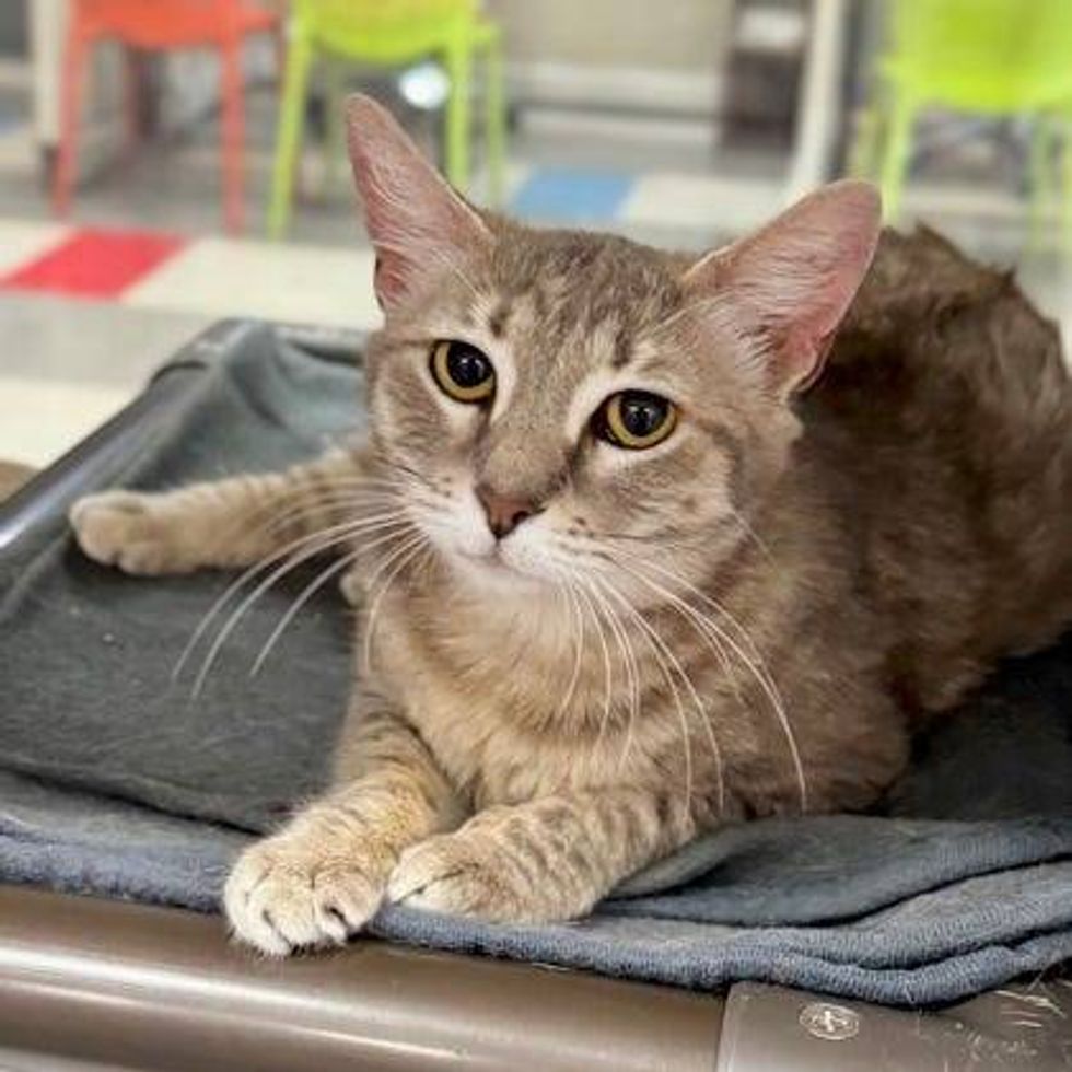 Austin Humane Society