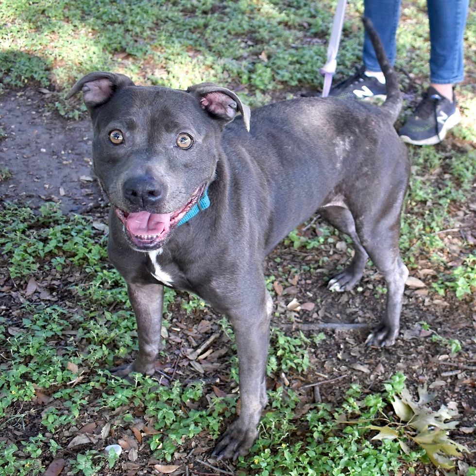 Austin Humane Society