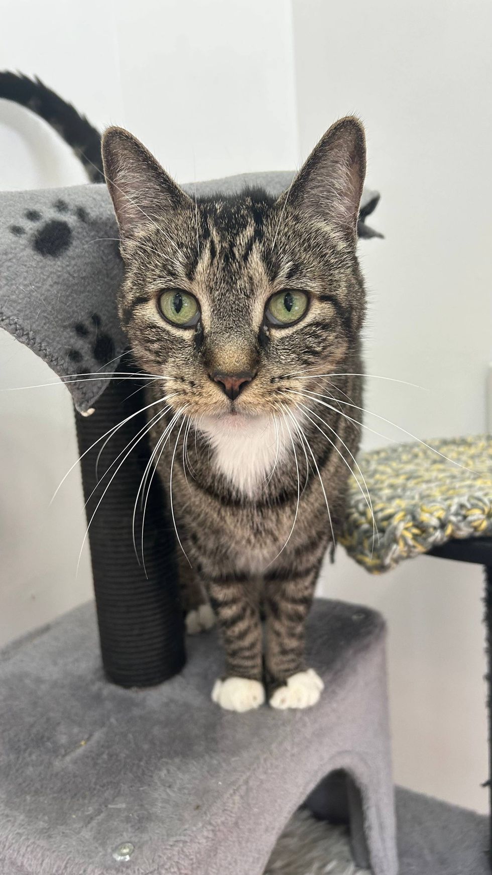 Austin Humane Society