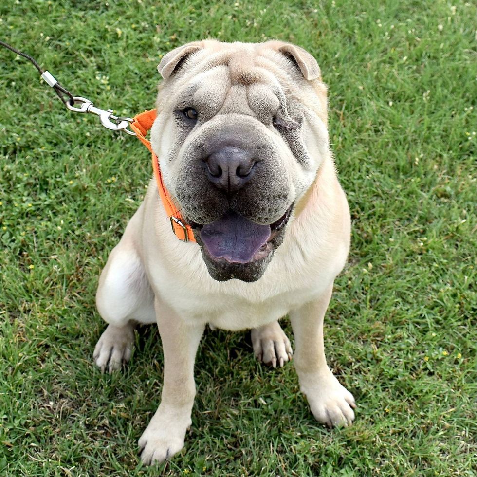 Austin Humane Society
