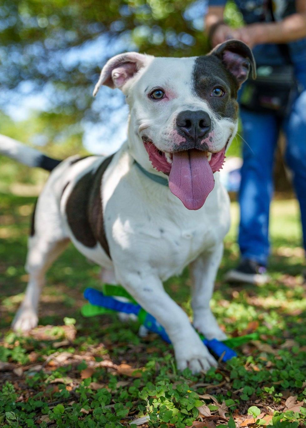 Austin Humane Society
