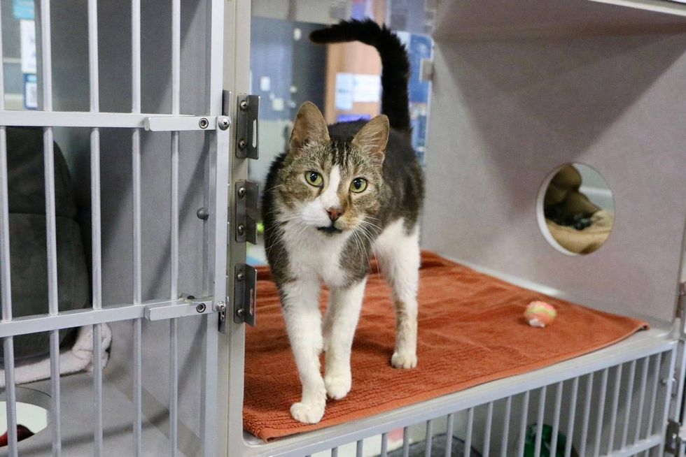 Austin Humane Society