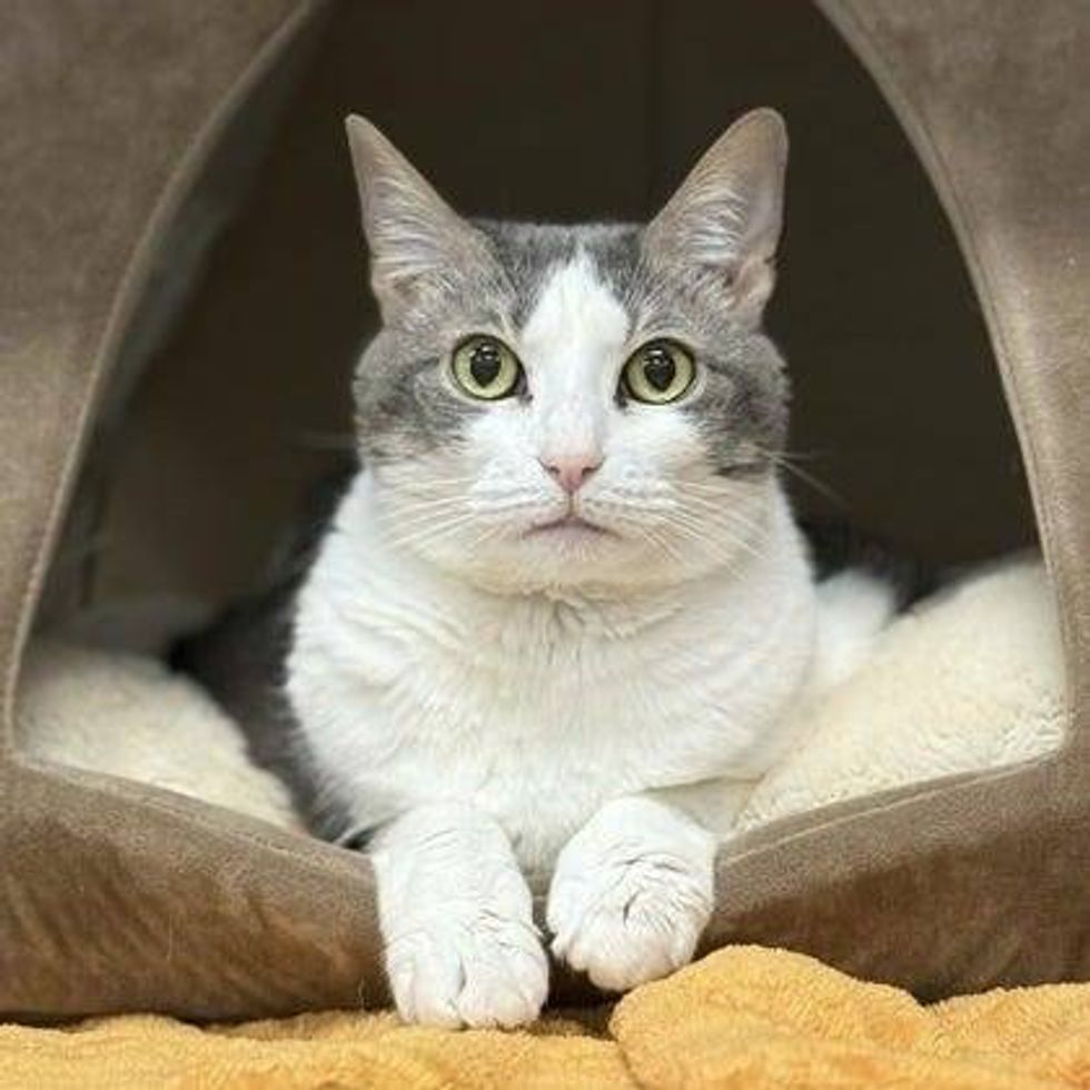 Austin Humane Society