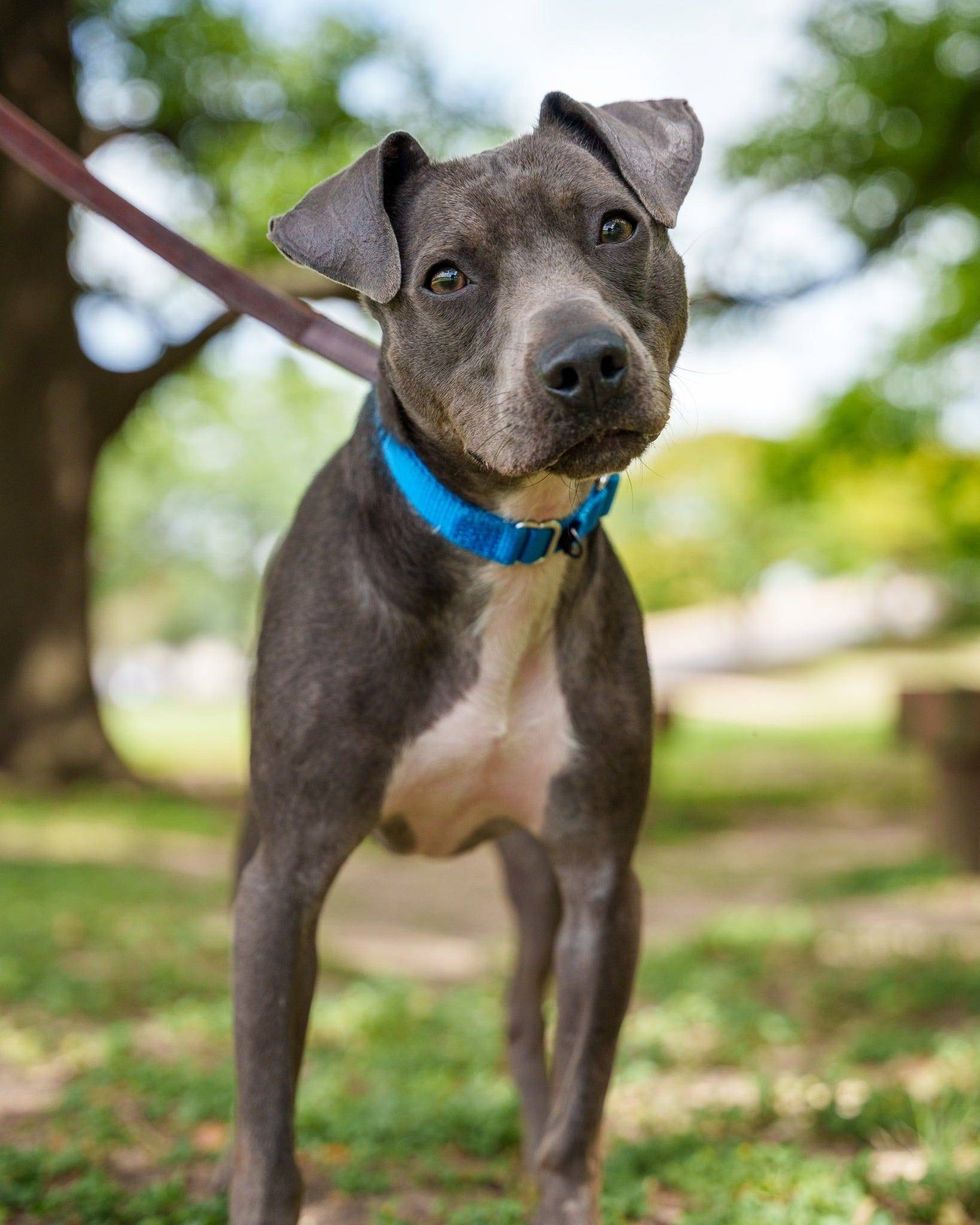 Austin Humane Society