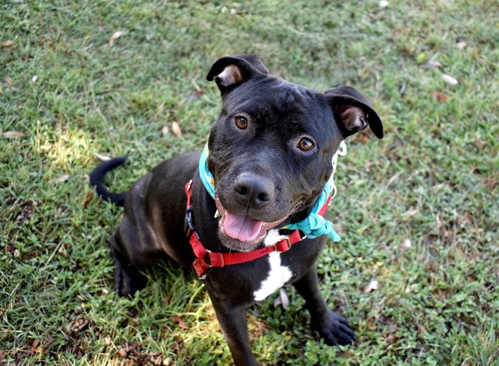 Austin Humane Society