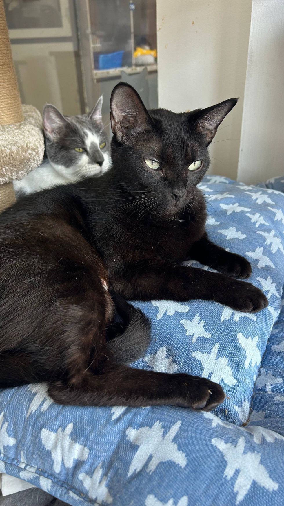 Austin Humane Society