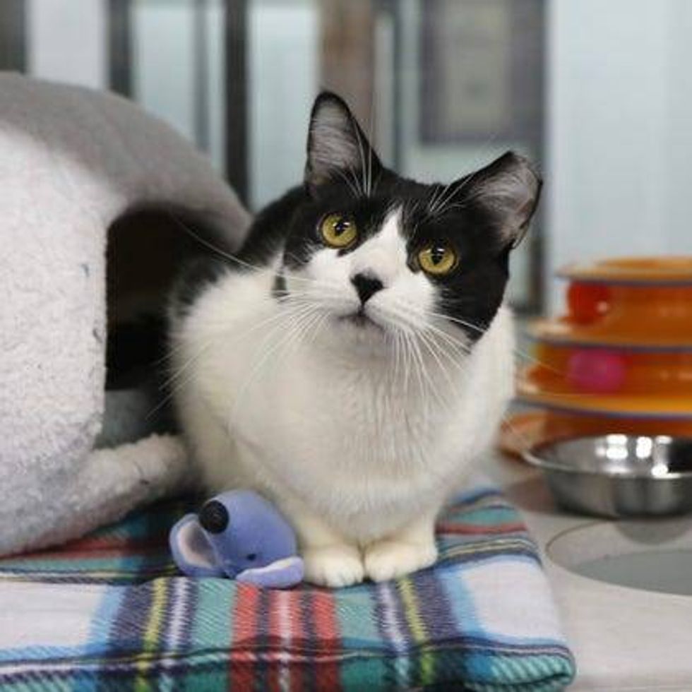 Austin Humane Society