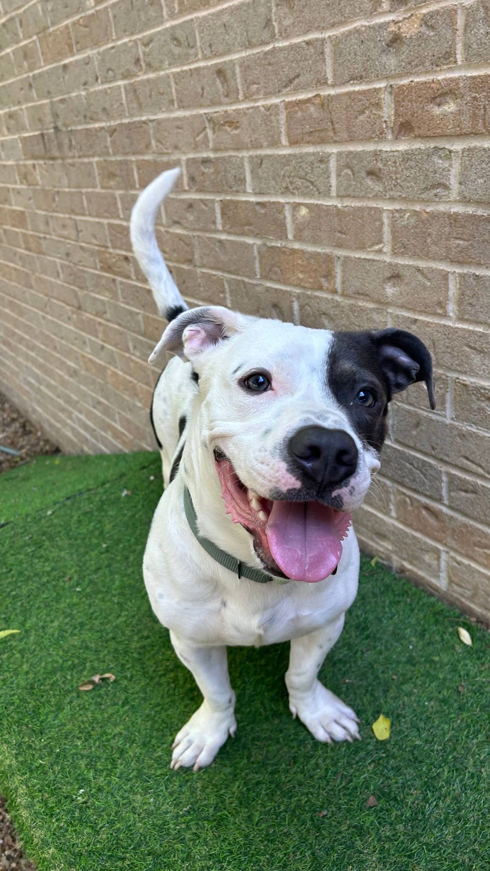 Austin Humane Society