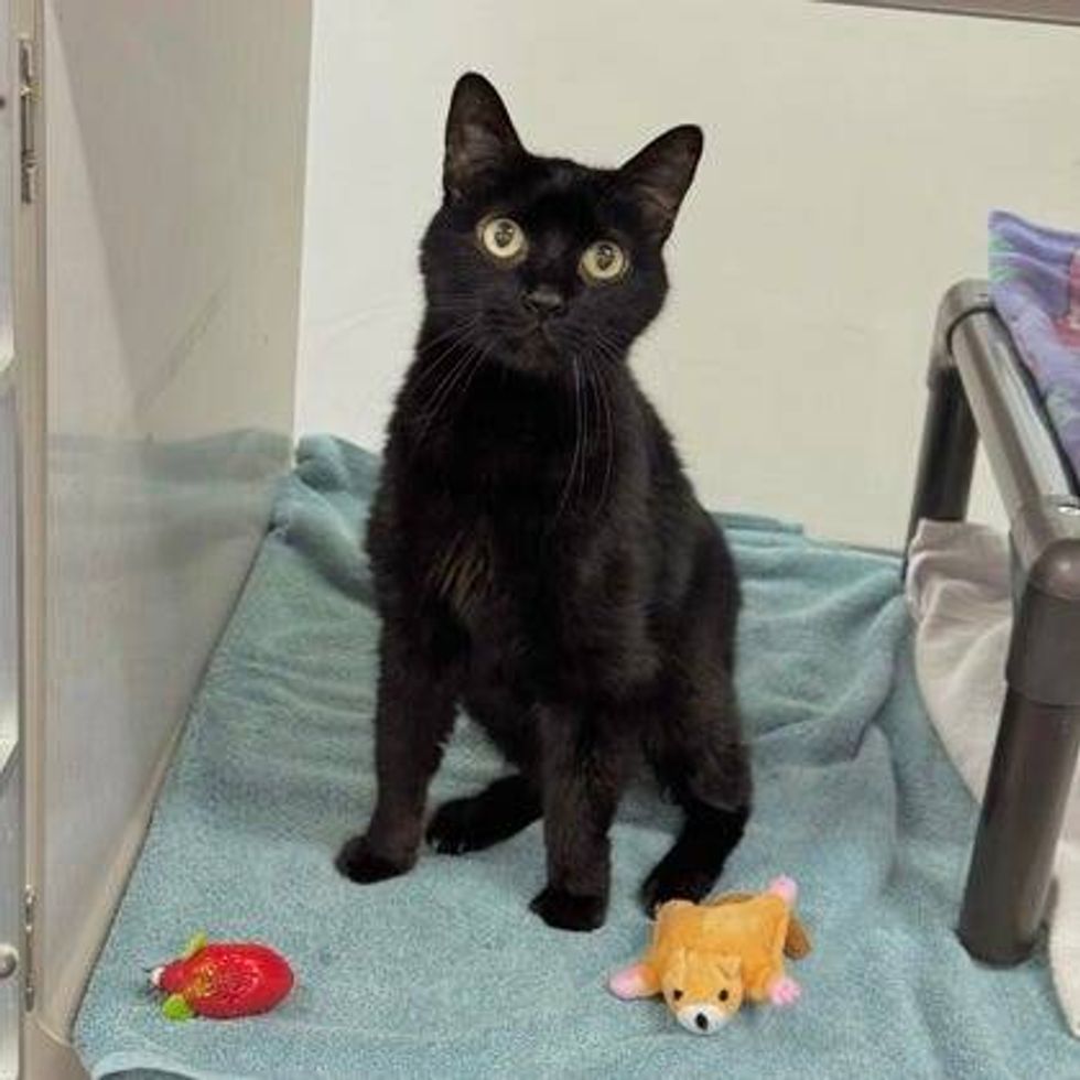 Austin Humane Society