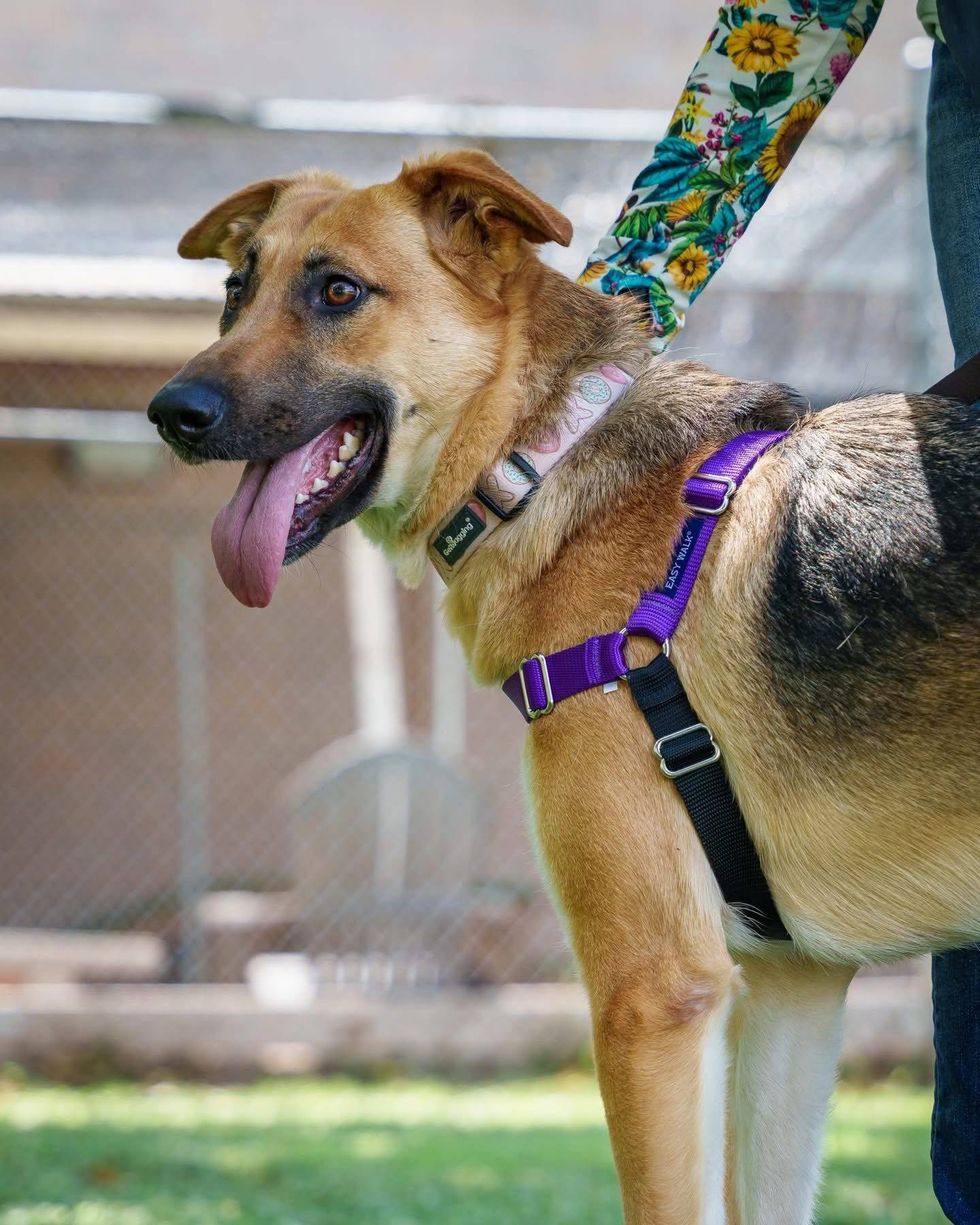 Austin Humane Society