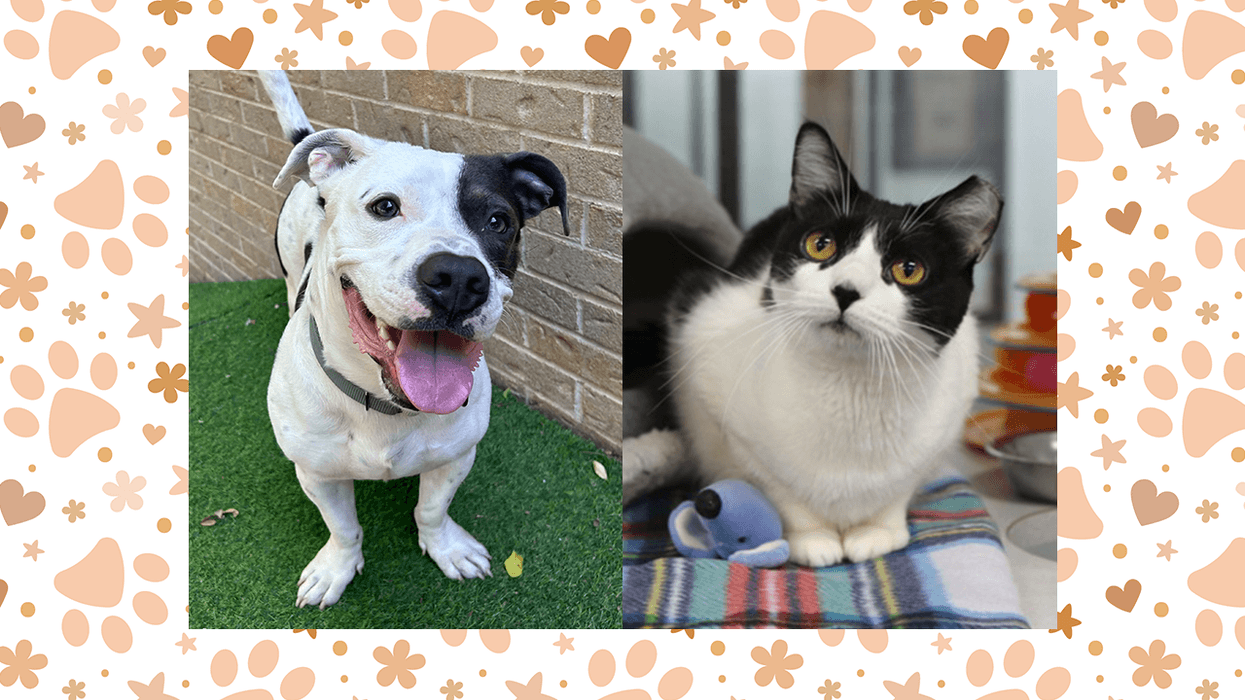 Austin Humane Society