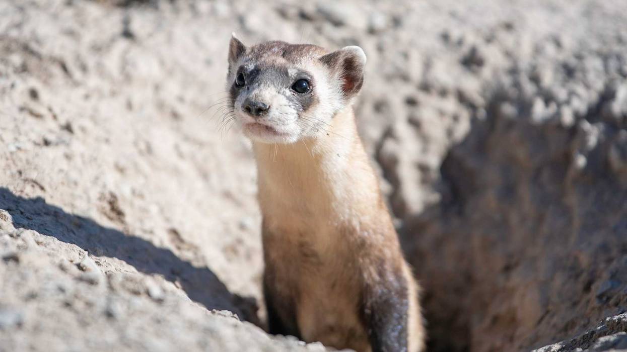 Austintown Woman Upset, Couldn't Keep Ferret In Jail