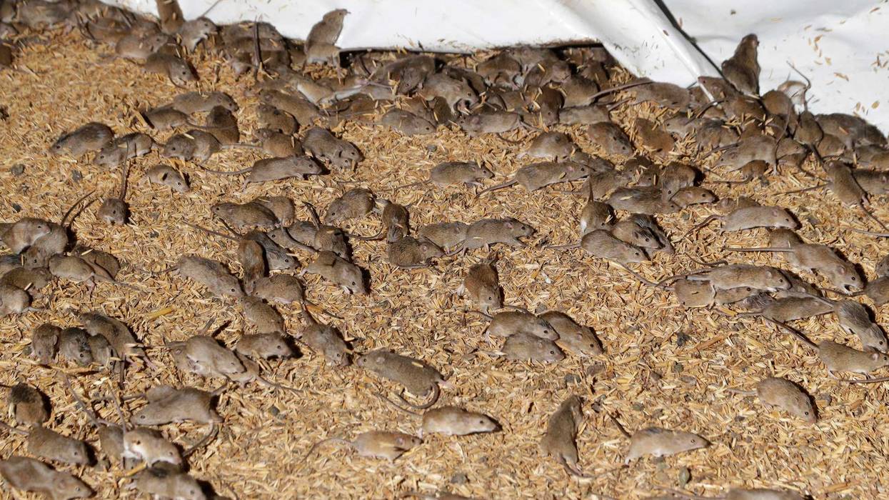 Australia Mice Plague