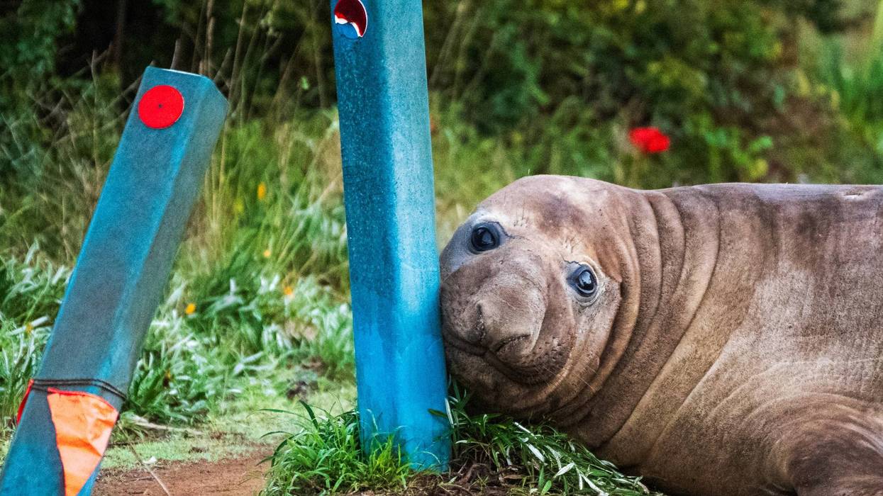 Australia Neil the Seal 78