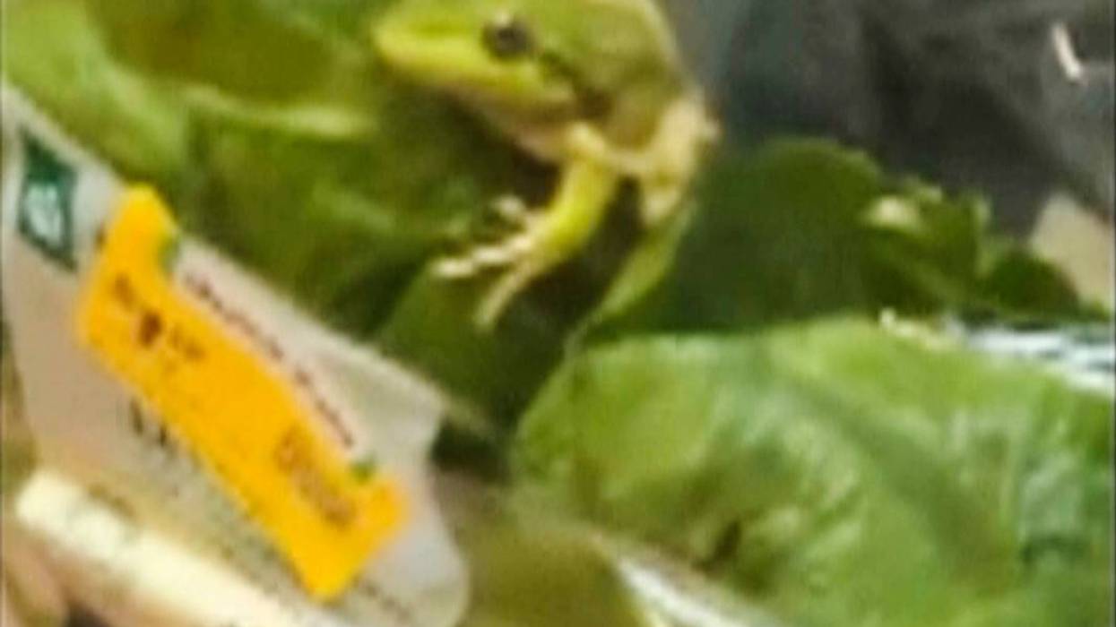 Australia Salad Frog