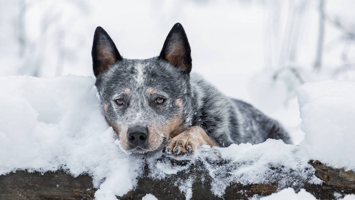 Australian cattle dog in the snow.
