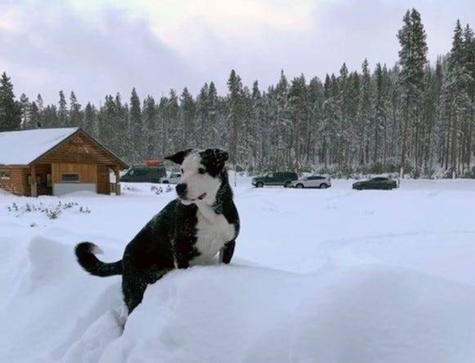 Authorities are searching for a Northern California man whose dog was found near a road in Oregon after he was reported missing.